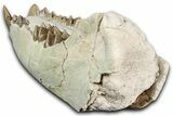 Fossil Oreodont (Merycoidodon) Partial Mandible - South Dakota #355509-6